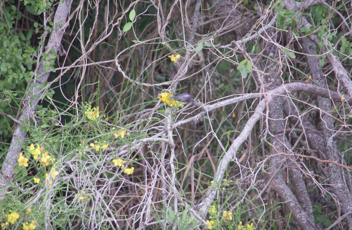 Prothonotary Warbler - Evan Farese