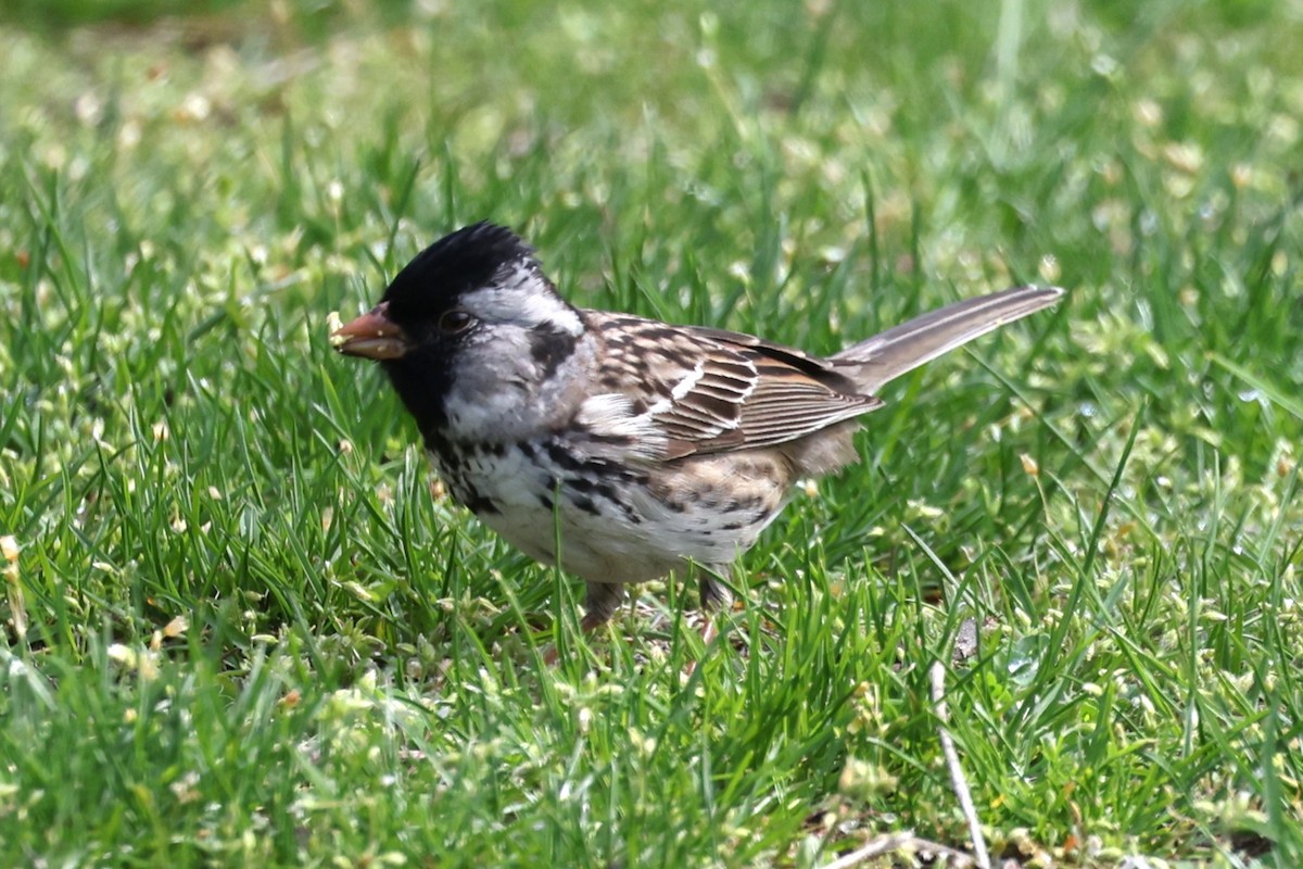 Harris's Sparrow - ML618237452