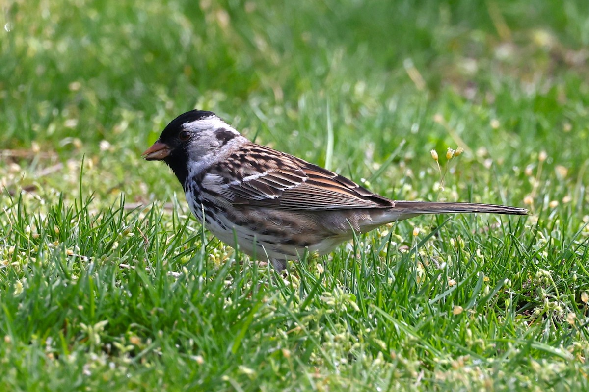 Harris's Sparrow - Peter Veighey