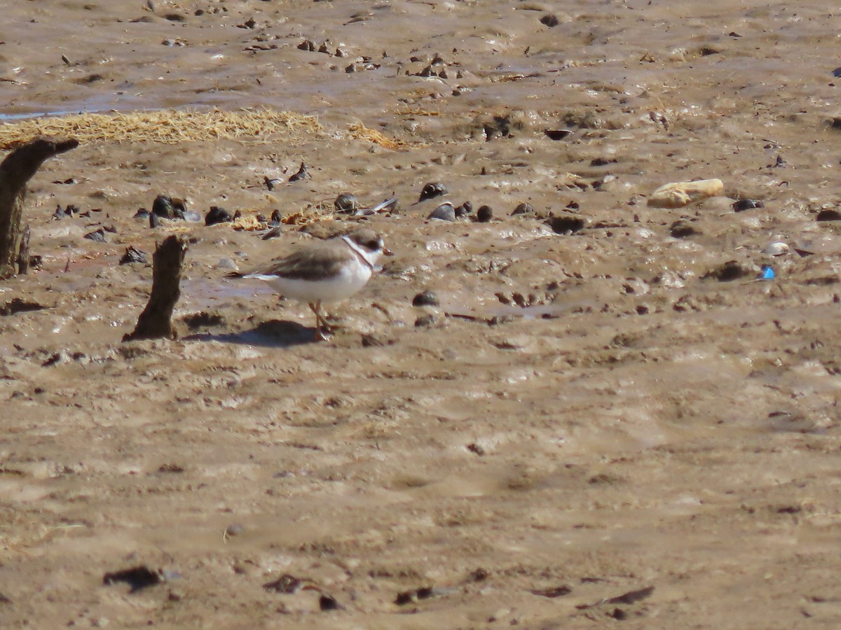 Semipalmated Plover - ML618237502