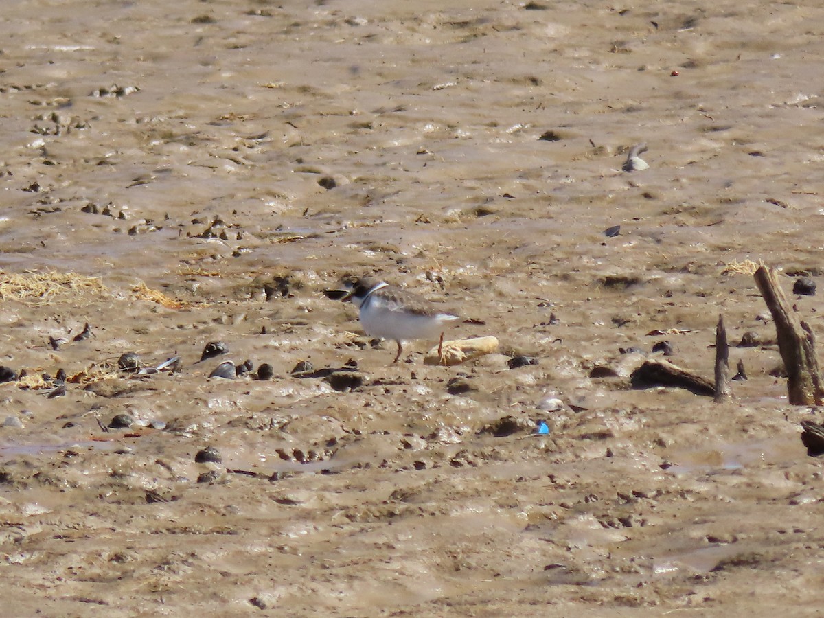 Semipalmated Plover - ML618237515