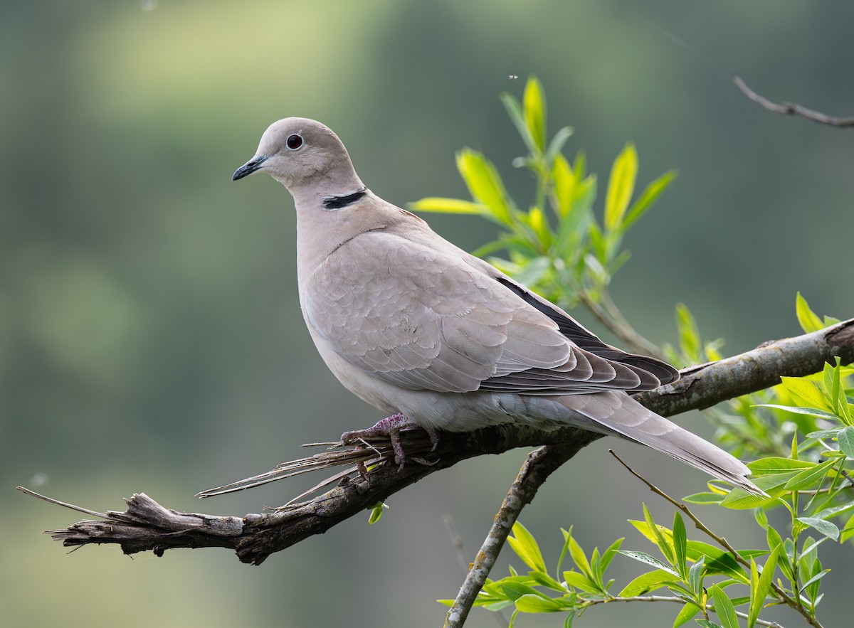 Eurasian Collared-Dove - Hillary Smith