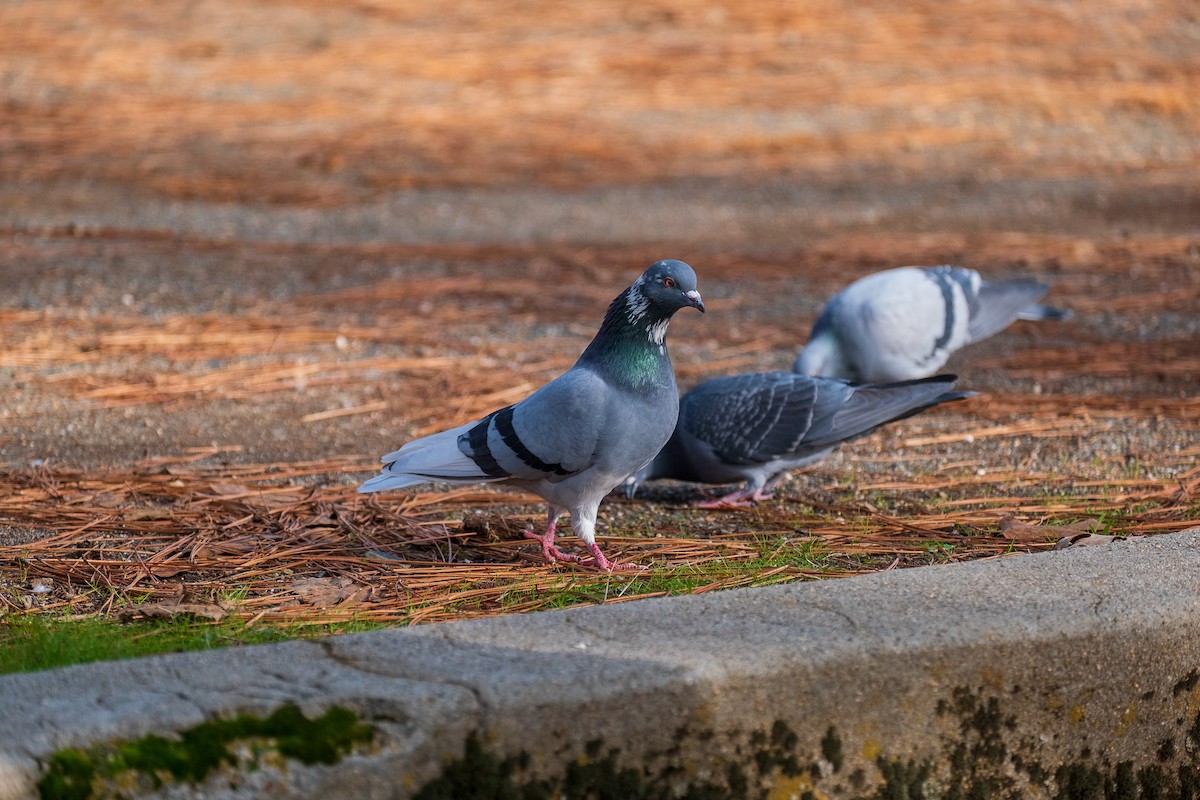 Rock Pigeon (Feral Pigeon) - ML618237547