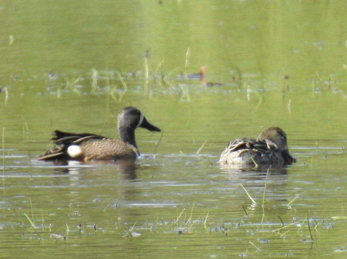 Blue-winged Teal - ML618237590