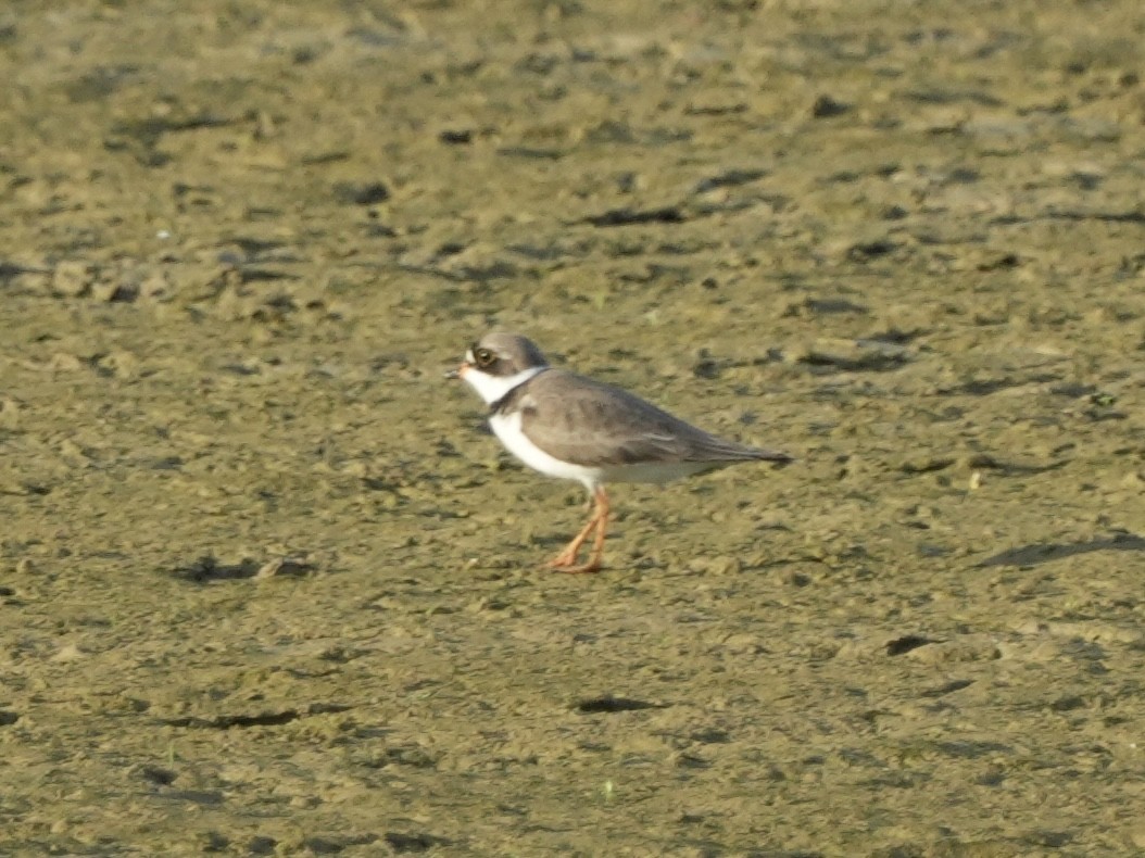 Semipalmated Plover - Tami Reece