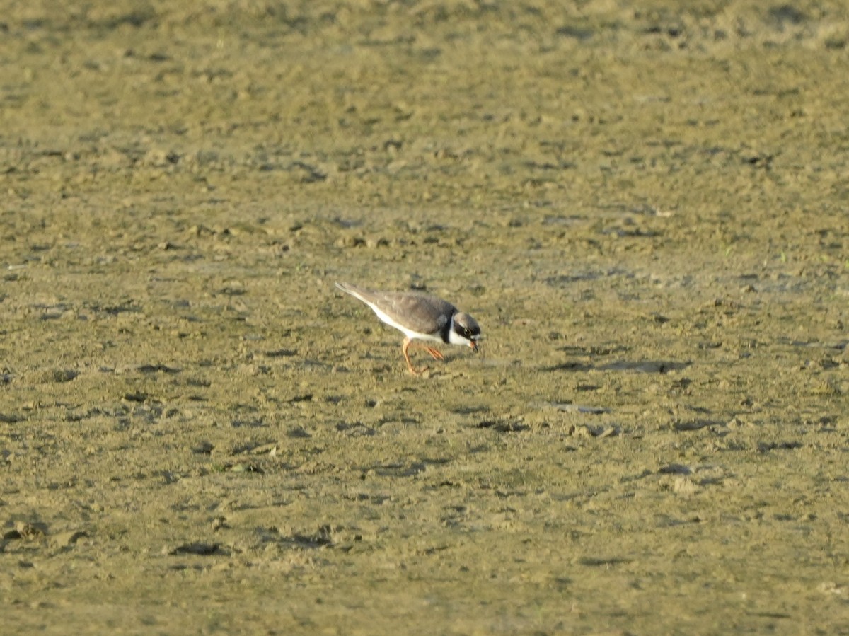 Semipalmated Plover - ML618237602
