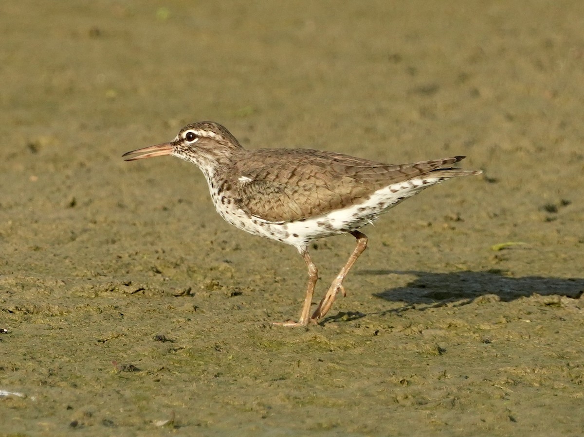 Spotted Sandpiper - Tami Reece