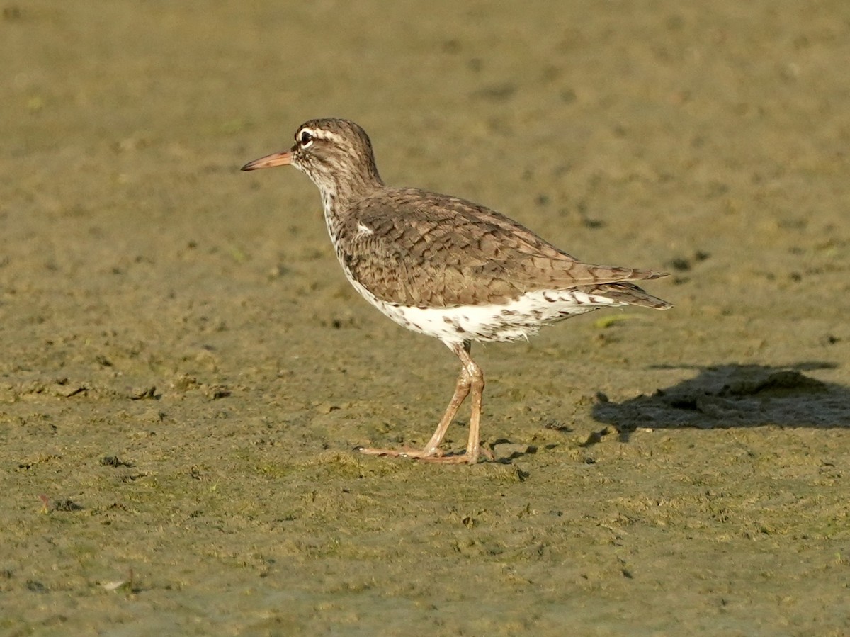 Spotted Sandpiper - Tami Reece