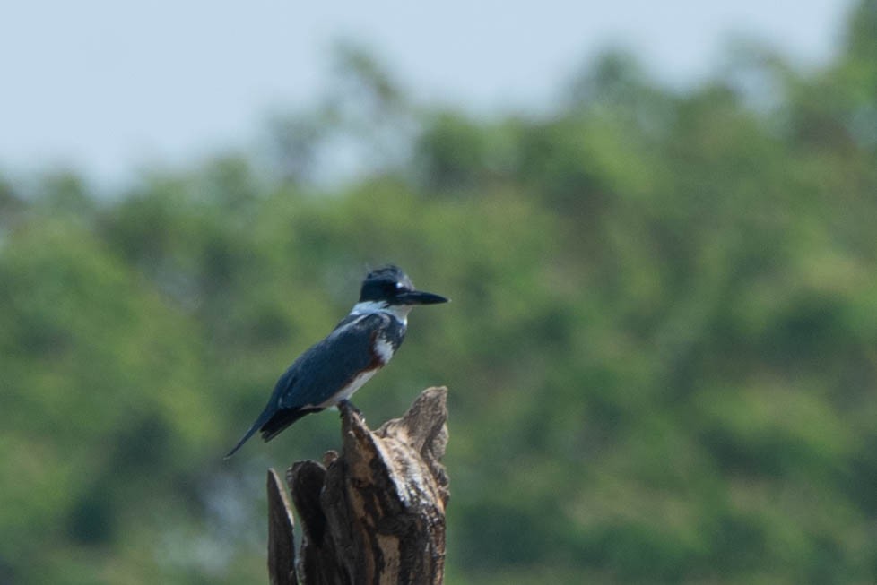 Belted Kingfisher - Andrea Heine