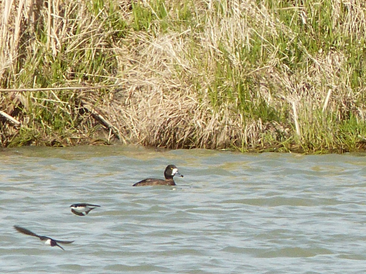 Greater Scaup - ML618237651