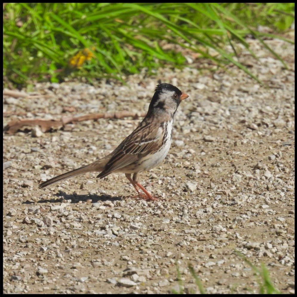 Harris's Sparrow - ML618237658