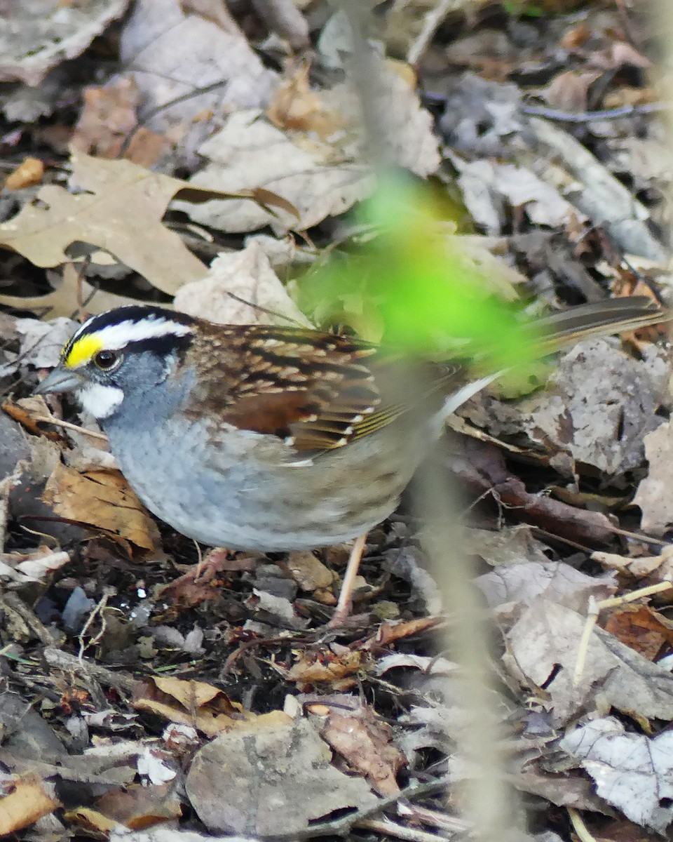 White-throated Sparrow - ML618237665