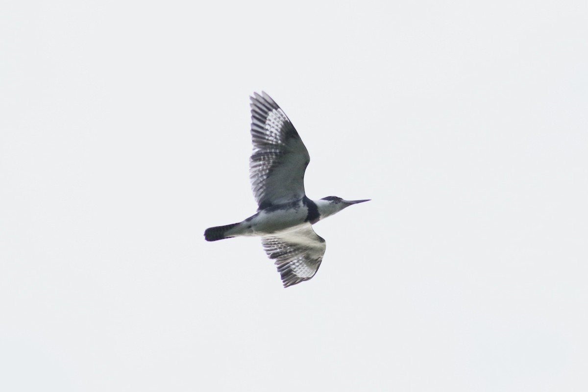 Belted Kingfisher - ML618237698