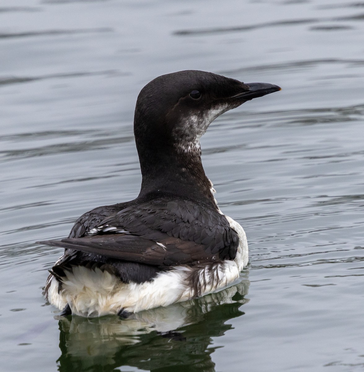 Thick-billed Murre - ML618237722