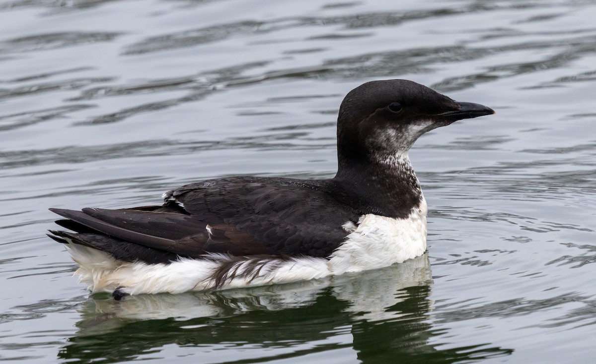 Thick-billed Murre - ML618237724