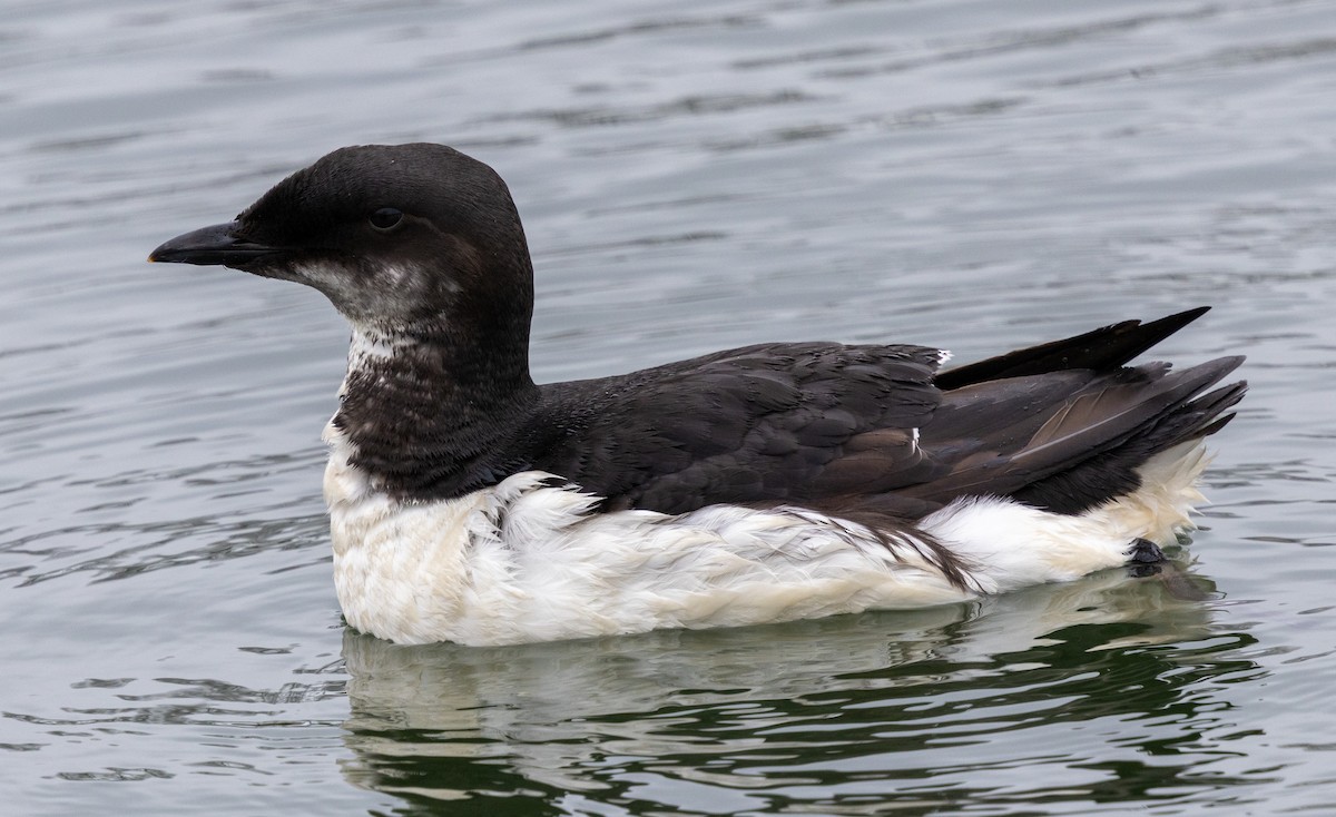 Thick-billed Murre - ML618237725