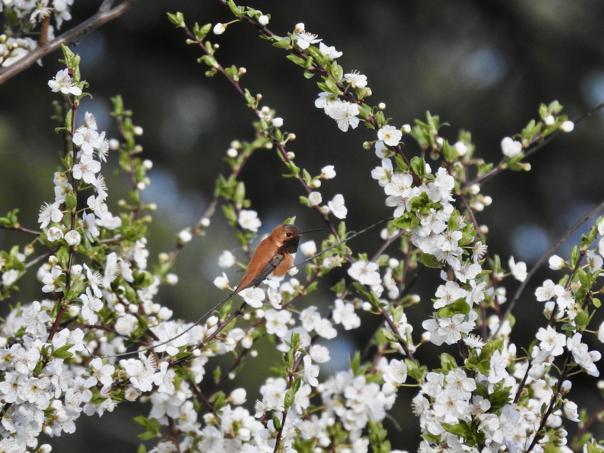 Rufous Hummingbird - Sachi Snively