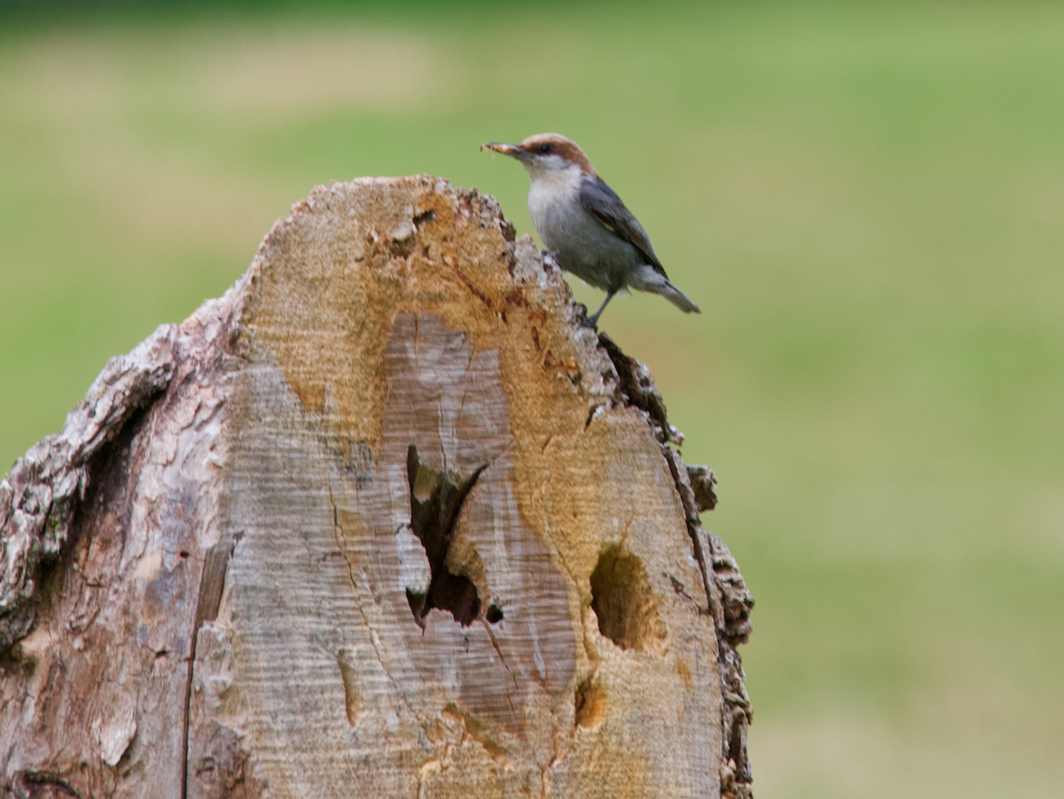 Brown-headed Nuthatch - Heather Buttonow