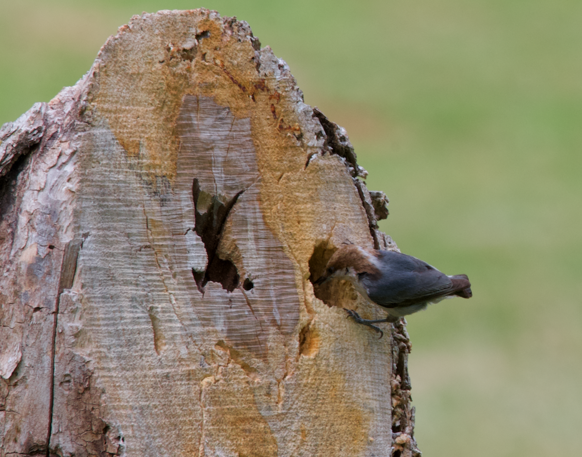 Brown-headed Nuthatch - ML618237739