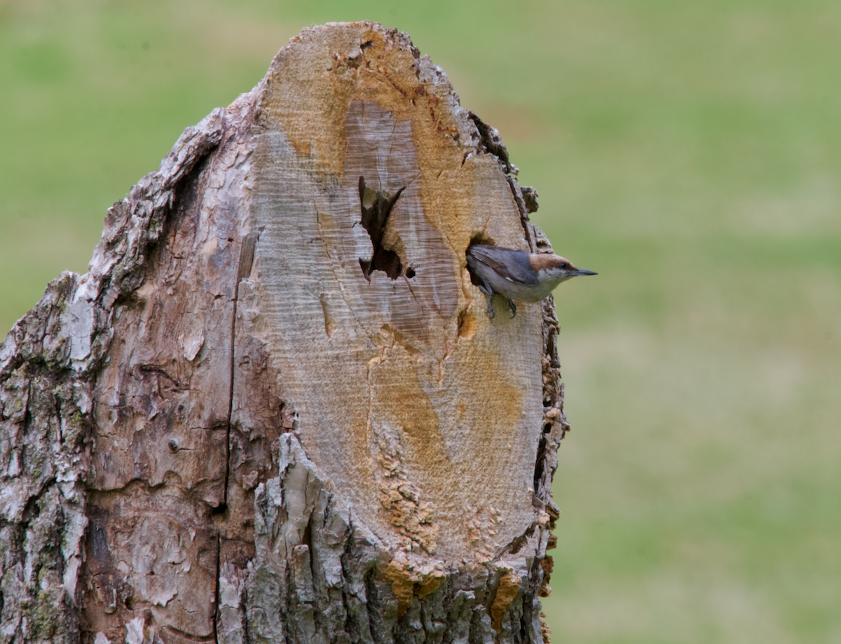 Brown-headed Nuthatch - ML618237740