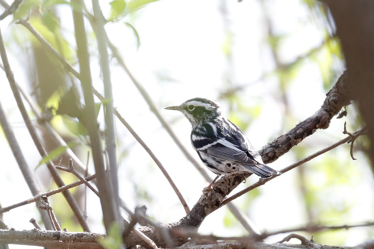 Black-and-white Warbler - ML618237863