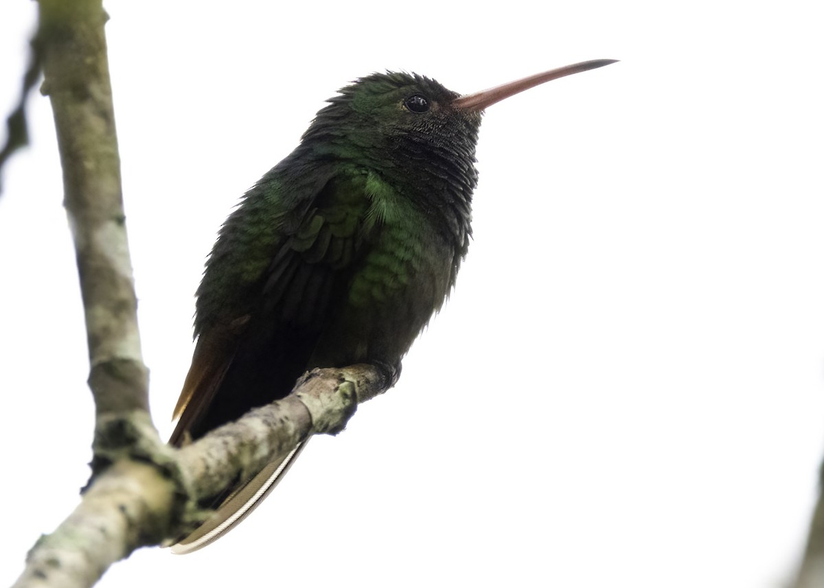 Rufous-tailed Hummingbird - ML618237915