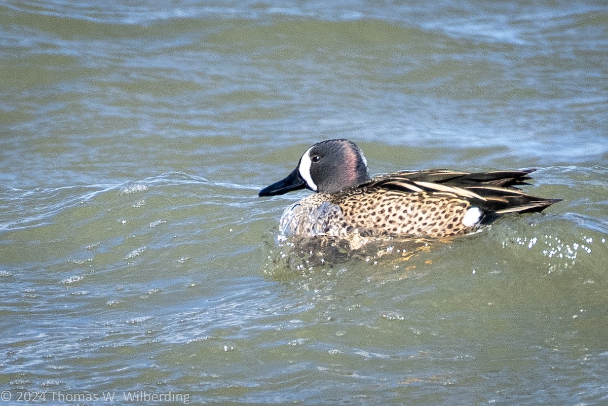 Blue-winged Teal - ML618237930