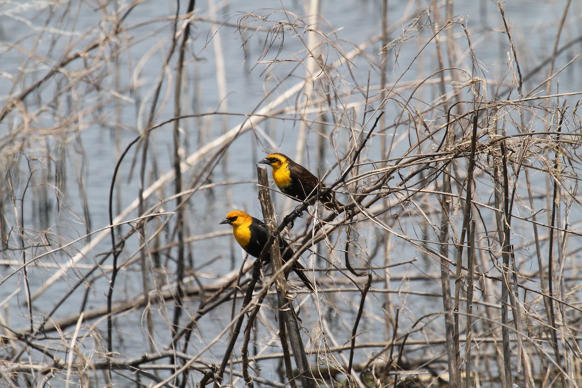 Yellow-headed Blackbird - ML618237967