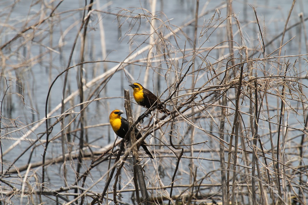 Yellow-headed Blackbird - ML618237968