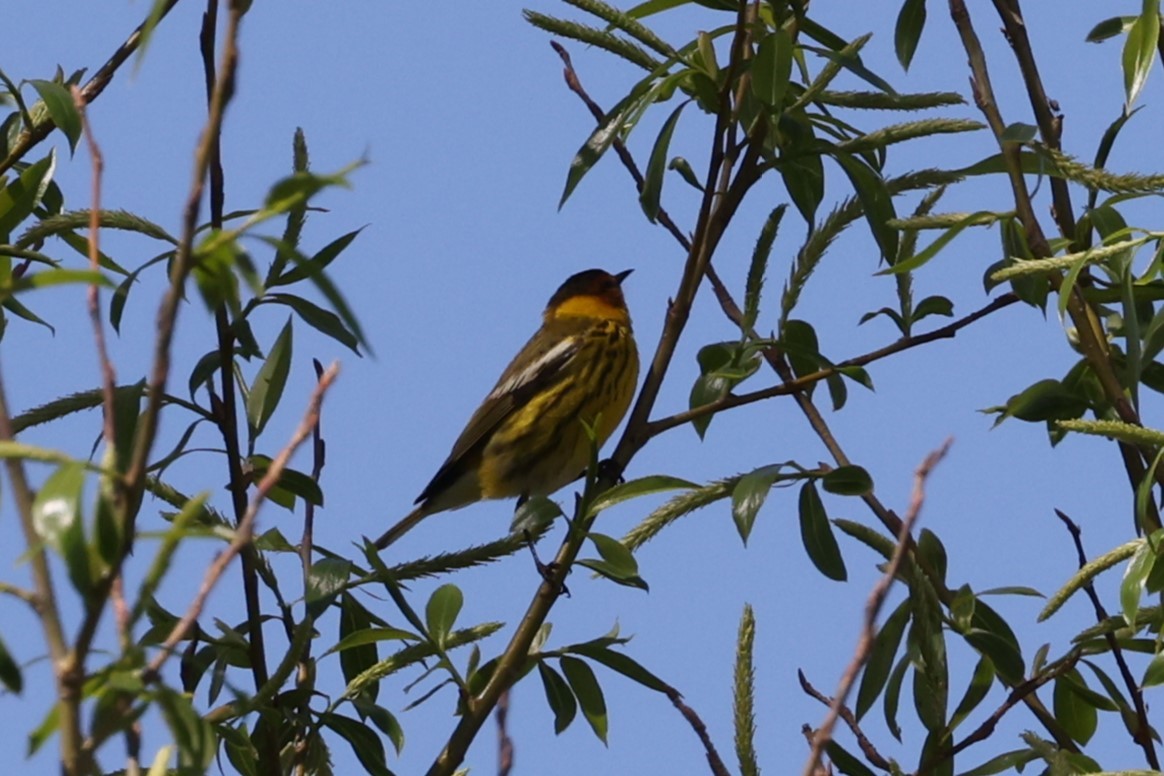 Cape May Warbler - Peter Veighey