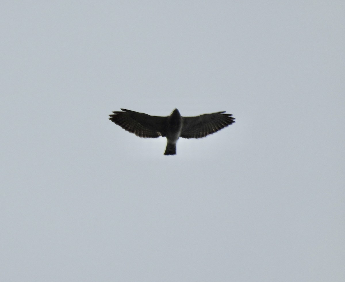 Broad-winged Hawk - ML618237986