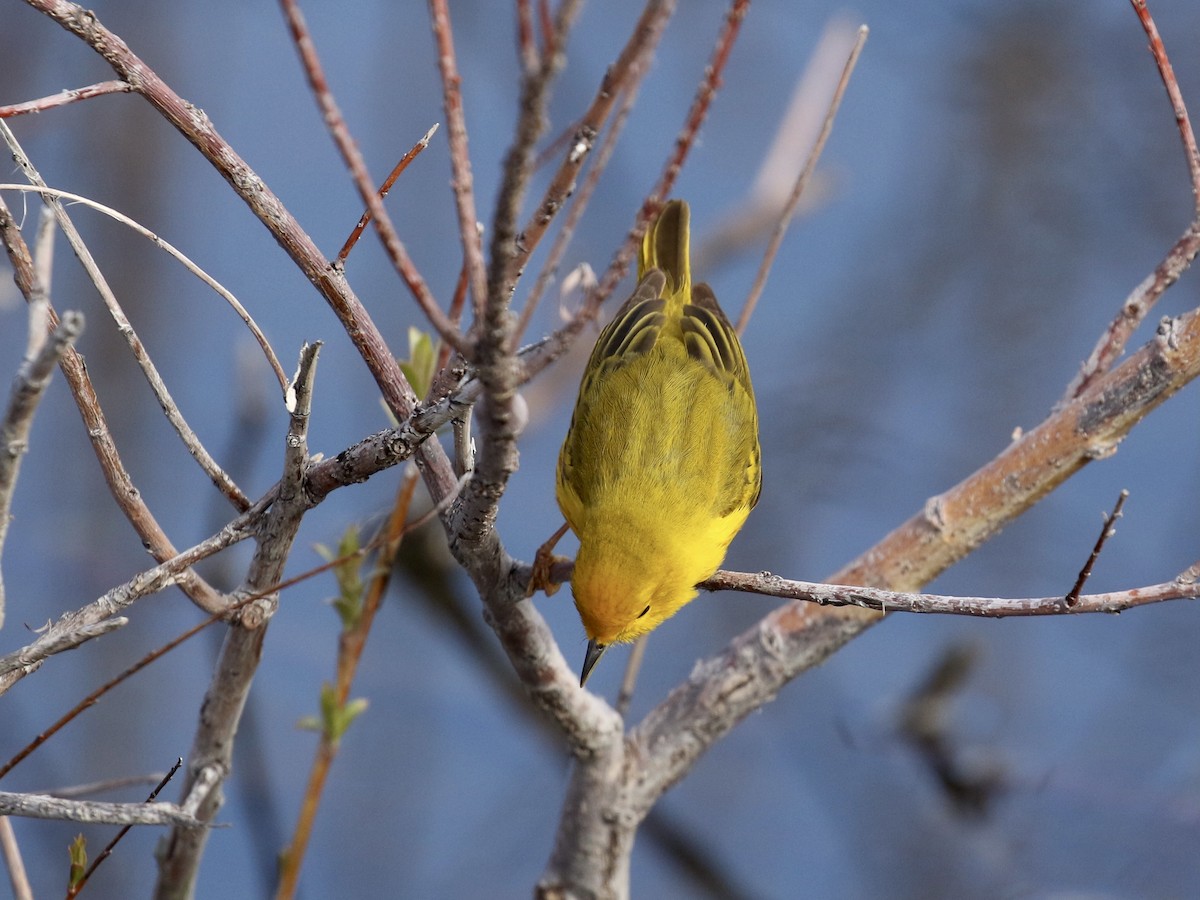 Yellow Warbler - Russ Morgan