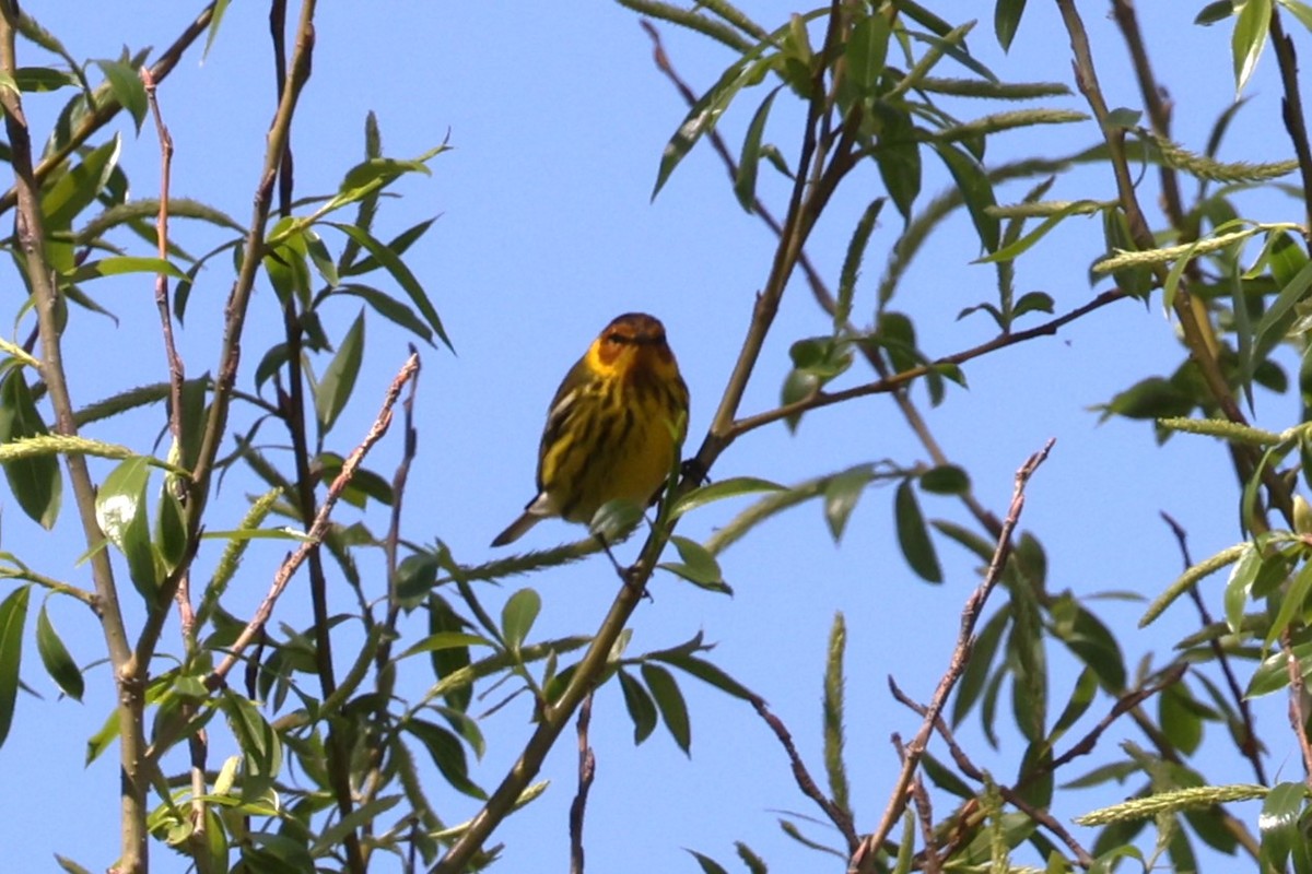 Cape May Warbler - ML618238004
