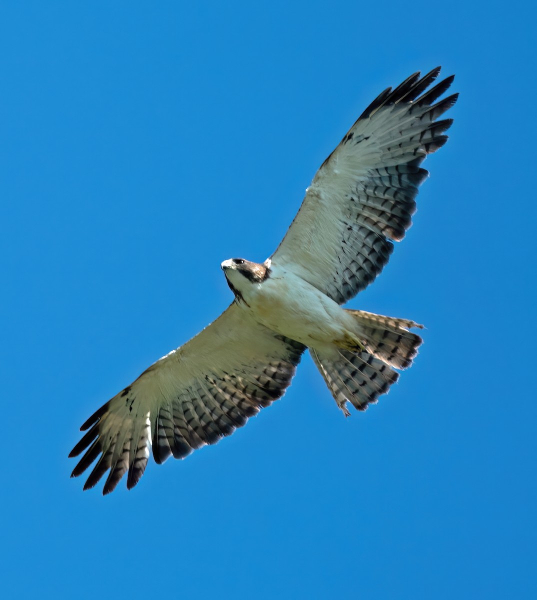 Short-tailed Hawk - Ingrid Siegert