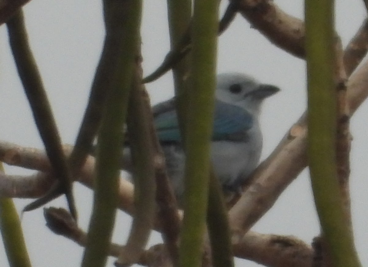 Blue-gray Tanager - Eric R