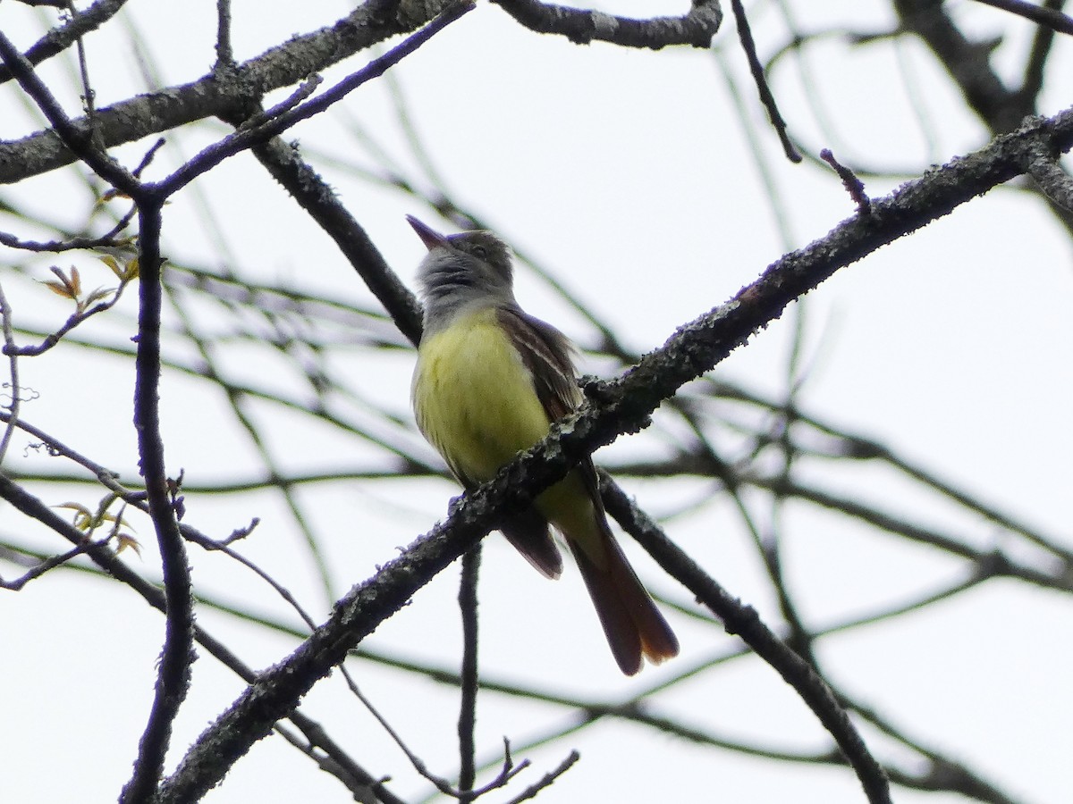 Great Crested Flycatcher - ML618238079