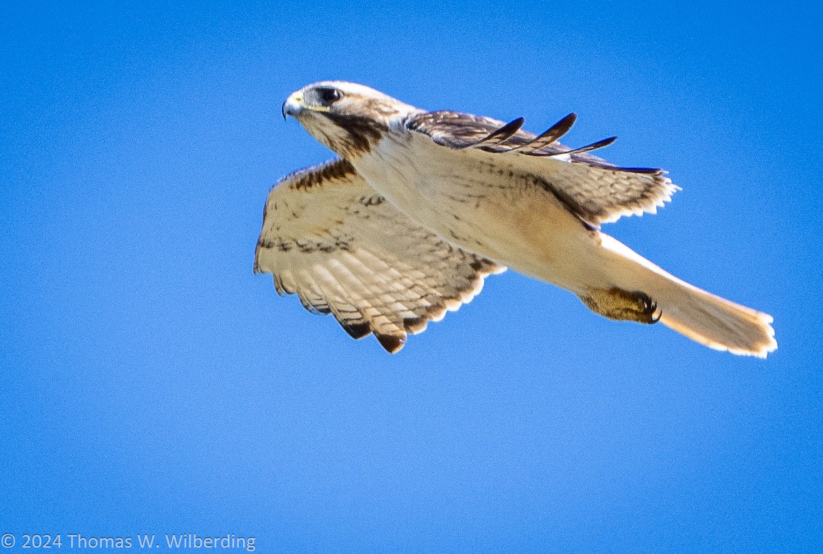 Red-tailed Hawk - ML618238084