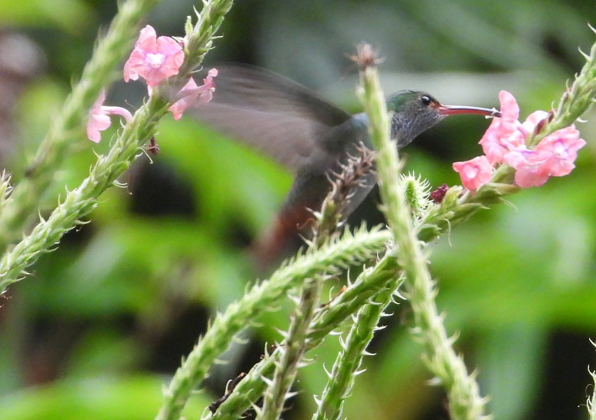 Rufous-tailed Hummingbird - ML618238113