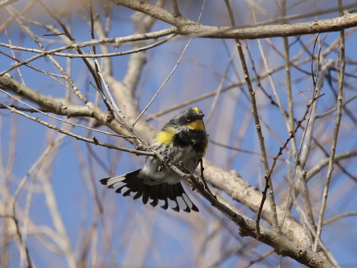 Yellow-rumped Warbler (Audubon's) - Russ Morgan