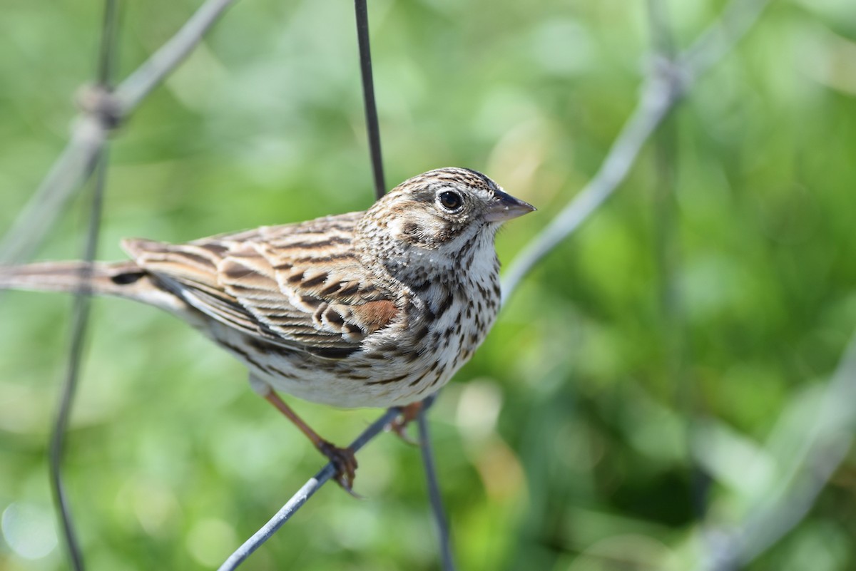 Vesper Sparrow - Monika Wieland Shields