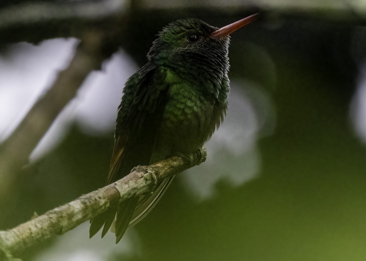 Rufous-tailed Hummingbird - Luc Tremblay