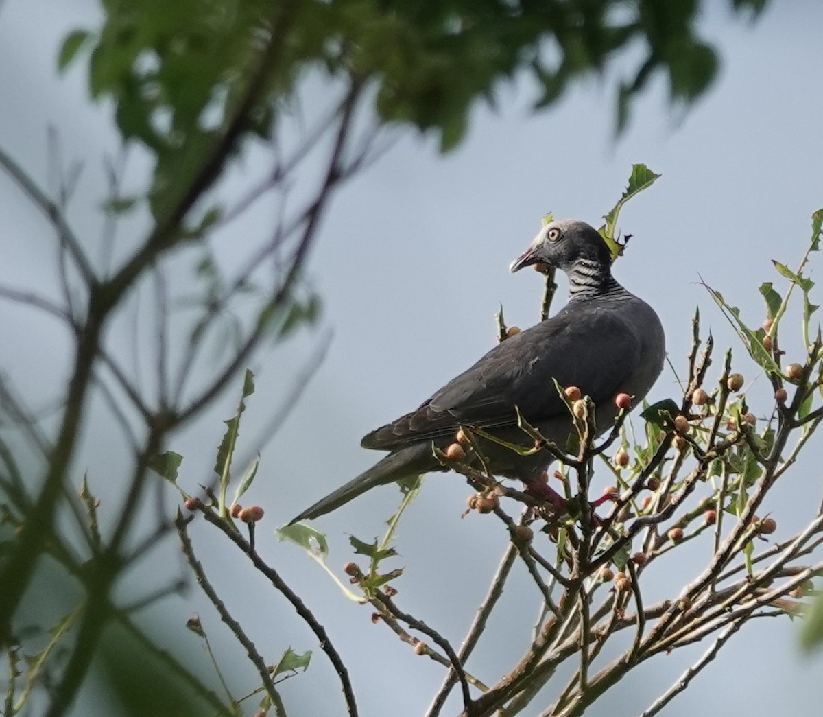 White-crowned Pigeon - ML618238339