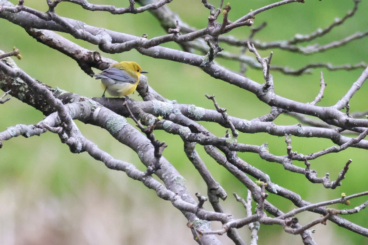 Prothonotary Warbler - maria caira