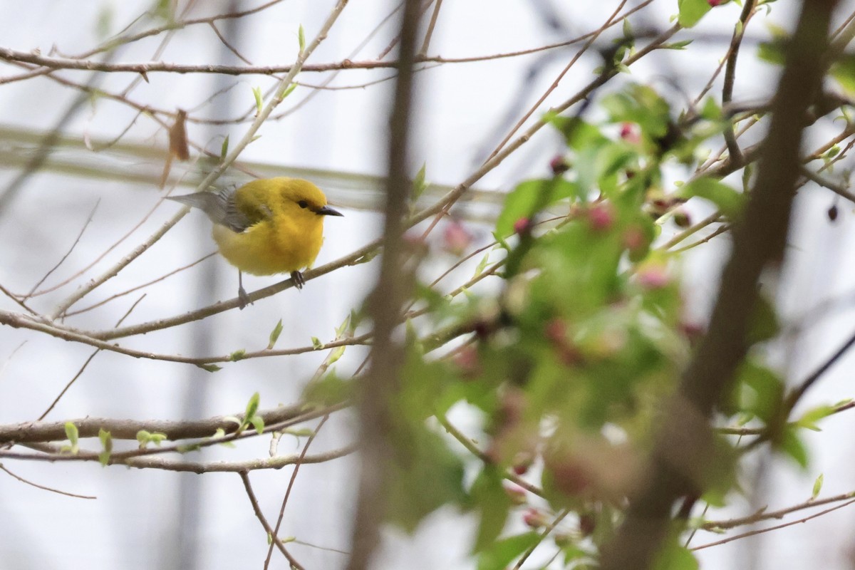 Prothonotary Warbler - ML618238354