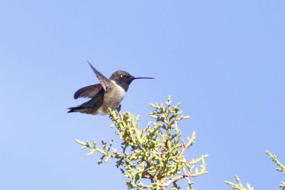 Black-chinned Hummingbird - Carol Ortenzio