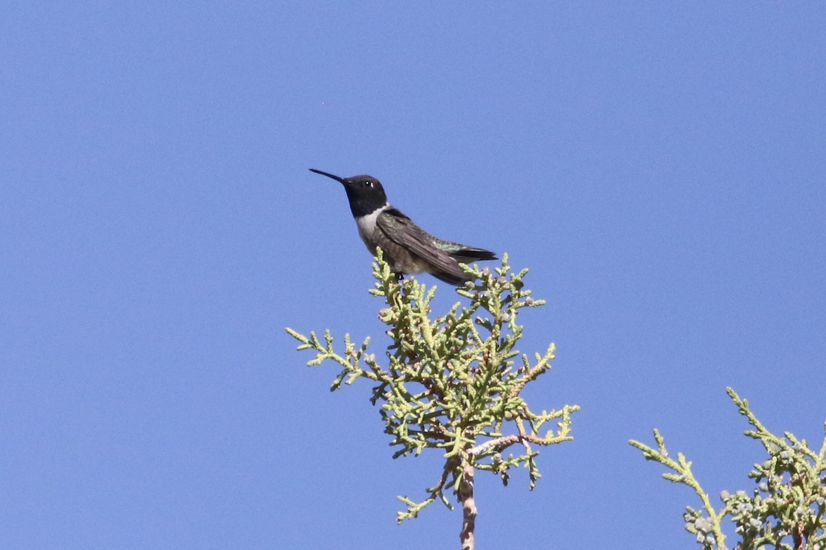 Black-chinned Hummingbird - ML618238357