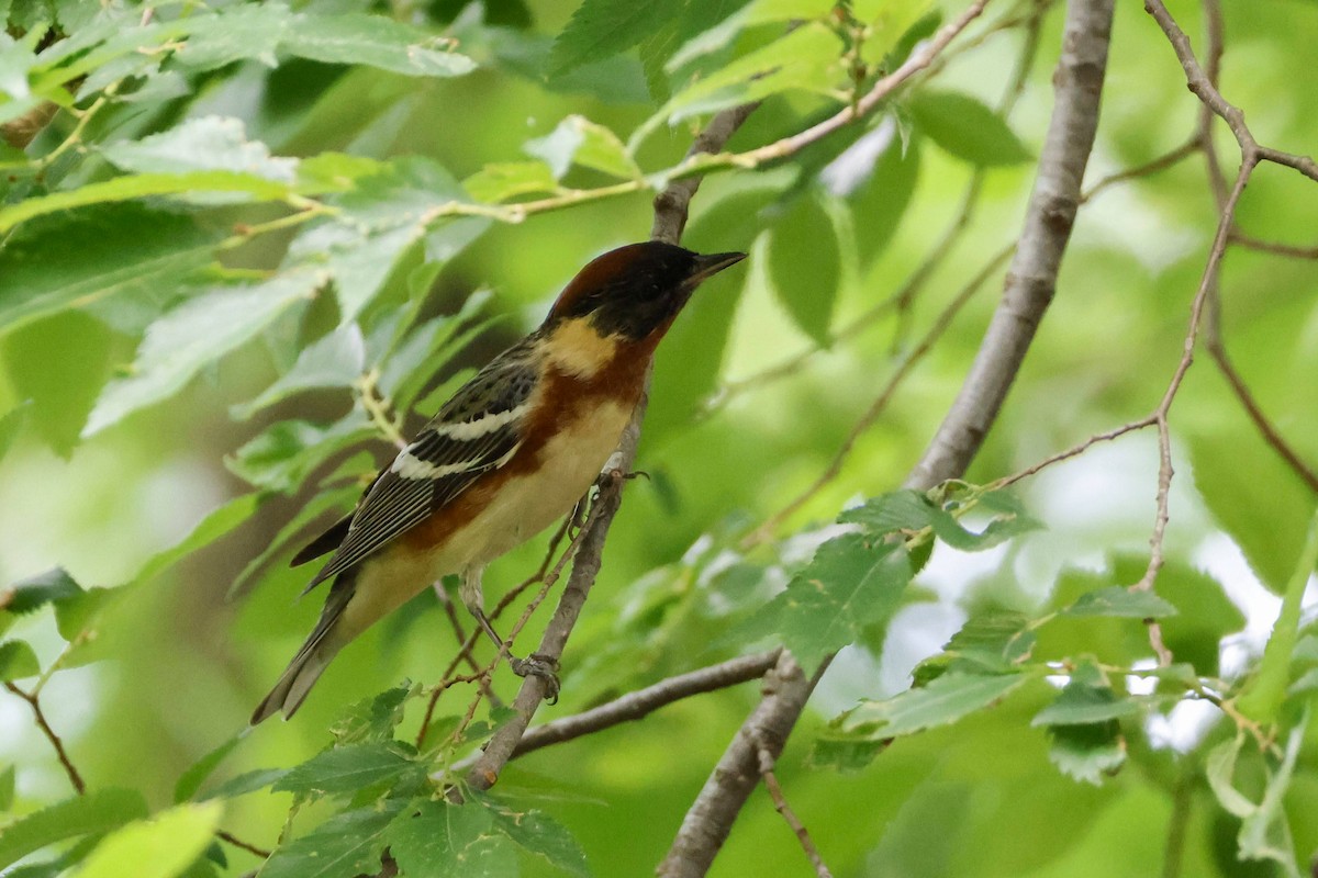 Bay-breasted Warbler - ML618238360