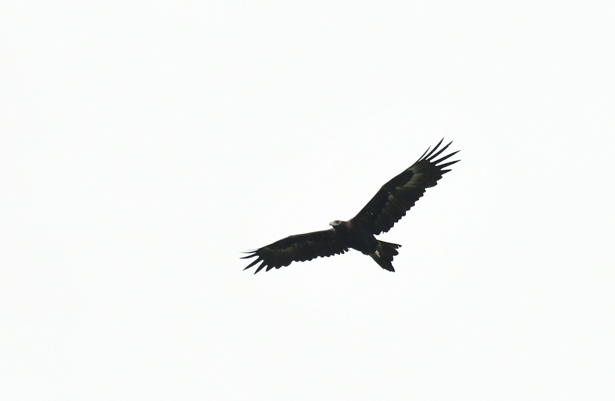 Wedge-tailed Eagle - ML618238400