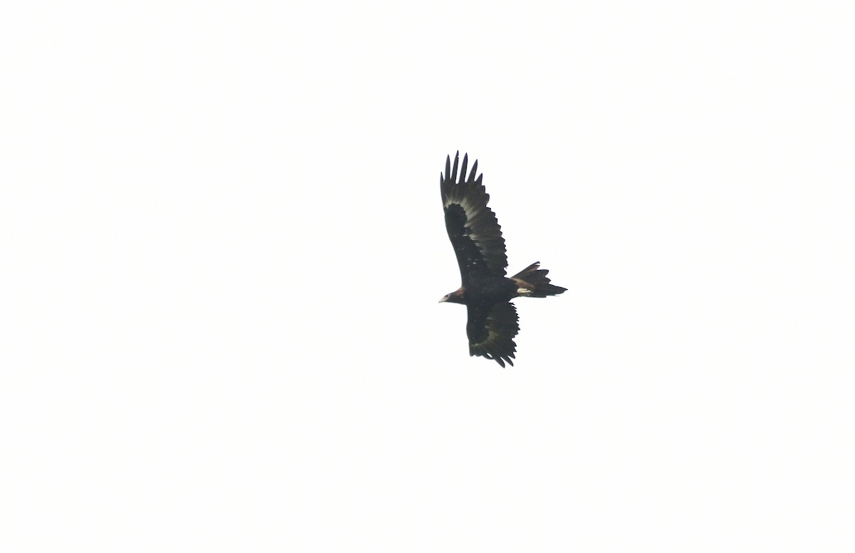 Wedge-tailed Eagle - ML618238402