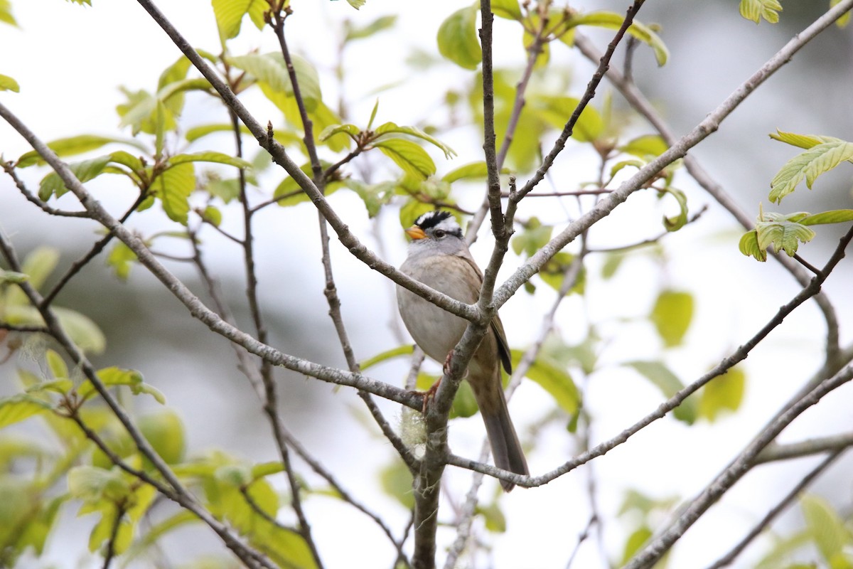 White-crowned Sparrow - Kit Pflughoft
